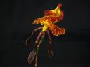 Psychopsis_Mariposa__GV__OJKP_20100914_IMG_2399.jpg