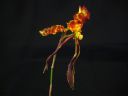 Psychopsis_Mariposa__GV__OJKP_20100914_IMG_2400.jpg