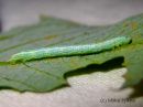 Pterapherapteryx_sexalata_larva_pikkuliuskamittari_toukka_29_8_2015_28229.JPG