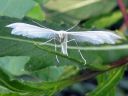 Pterophorus_pentadactylus_valkosulkanen_IMG_8432.jpg