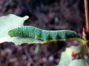 Pterostoma_palpinum_larva_karsanirkko_toukka_IMG_2178.JPG