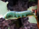 Pterostoma_palpinum_larva_karsanirkko_toukka_IMG_2179.JPG