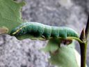 Pterostoma_palpinum_larva_karsanirkko_toukka_IMG_2180.JPG