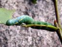 Pterostoma_palpinum_larva_karsanirkko_toukka_IMG_2182.JPG