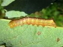 Ptilodon_capucinus_larva_nyhasiipi_toukka_IMG_2411.jpg