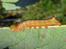 Ptilodon_capucinus_larva_nyhasiipi_toukka_IMG_2412.jpg