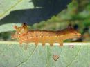 Ptilodon_capucinus_larva_nyhasiipi_toukka_IMG_2413.jpg