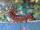 Tiedostonimi=Ptilodon_capucinus_larva_nyhasiipi_toukka_IMG_2414.jpg
Tiedostokoko=65kt
Koko=600x450
Lisätty=11.05.2020 Ptilodon_capucinus_larva_nyhasiipi_toukka_IMG_2414.jpg