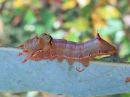 Ptilodon_capucinus_larva_nyhasiipi_toukka_IMG_2417.jpg