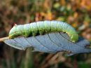 Ptilodon_capucinus_larva_nyhasiipi_toukka_IMG_2420.jpg