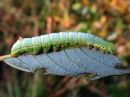 Ptilodon_capucinus_larva_nyhasiipi_toukka_IMG_2421.jpg