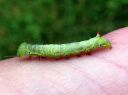 Ptilodon_capucinus_larva_nyhasiipi_toukka_IMG_4101.JPG