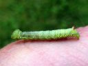 Ptilodon_capucinus_larva_nyhasiipi_toukka_IMG_4102.JPG