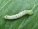 Ptilodon_capucinus_larva_nyhasiipi_toukka_IMG_4103.JPG