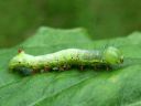 Ptilodon_capucinus_larva_nyhasiipi_toukka_IMG_4104.JPG