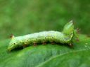 Ptilodon_capucinus_larva_nyhasiipi_toukka_IMG_4107.JPG