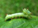 Ptilodon_capucinus_larva_nyhasiipi_toukka_IMG_4108.JPG