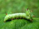 Ptilodon_capucinus_larva_nyhasiipi_toukka_IMG_4112.JPG