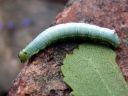 Ptilodon_capucinus_larva_nyhasiipi_toukka_IMG_8959.JPG