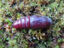 Ptilodon_capucinus_pupa_nyhasiipi_kotelo_IMG_2935.jpg