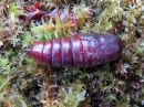 Ptilodon_capucinus_pupa_nyhasiipi_kotelo_IMG_2936.jpg