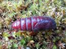 Ptilodon_capucinus_pupa_nyhasiipi_kotelo_IMG_2937.jpg