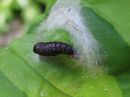 Ptycholoma_lecheanum_pupa_pikkuversokaariainen_kotelo_IMG_2771.JPG