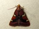 Pyralis_cardinalis_jalokoisa_IMG_7279.JPG