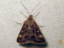 Pyrausta_despicatus_ruskokirjokoisa_IMG_9733.JPG