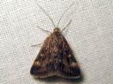 Pyrausta_despicatus_ruskokirjokoisa_IMG_9735.JPG