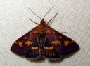 Pyrausta_purpuralis_purppurakirjokoisa_IMG_0041.JPG