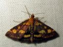 Pyrausta_purpuralis_purppurakirjokoisa_IMG_1994.JPG