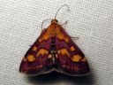 Pyrausta_purpuralis_purppurakirjokoisa_IMG_2281.JPG