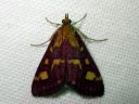 Pyrausta_purpuralis_purppurakirjokoisa_IMG_2388.JPG