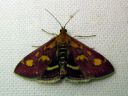 Pyrausta_purpuralis_purppurakirjokoisa_IMG_2902.JPG