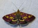 Pyrausta_purpuralis_purppurakirjokoisa_IMG_5736.jpg