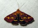 Pyrausta_purpuralis_purppurakirjokoisa_IMG_7061.JPG