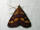 Pyrausta_purpuralis_purppurakirjokoisa_IMG_8583.JPG