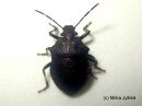 Rhacognatus_punctatus_jurmulude_8_8_2016_28229.JPG