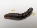 Rheumaptera_undulata_larva_aaltomittari_toukka_IMG_2575.jpg