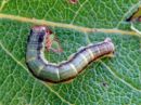 Rheumaptera_undulata_larva_aaltomittari_toukka_IMG_6399.jpg