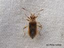 Rhopalus_parumpunctatus_paarreruskolude_23_8_2014.jpg