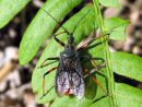 Rhynocoris_annulatus_akalude_IMG_1555.JPG