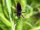 Rhynocoris_annulatus_akalude_IMG_3847.JPG