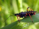 Rhynocoris_annulatus_akalude_IMG_3849.JPG