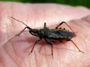 Rhynocoris_annulatus_akalude_IMG_3850.JPG