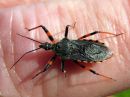 Rhynocoris_annulatus_akalude_IMG_3852.JPG