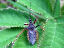 Rhynocoris_annulatus_akalude_IMG_9279.JPG