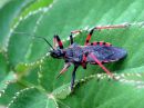 Rhynocoris_annulatus_akalude_IMG_9282.JPG