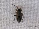 Rhyparochromus_pini_metsaruutulude_nymfi_14_9_2014.jpg